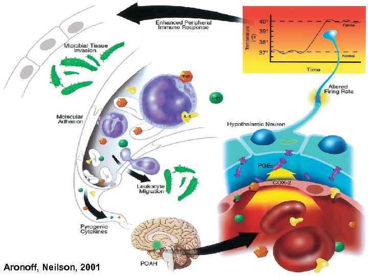 Aronoff, Neilson, 2001 