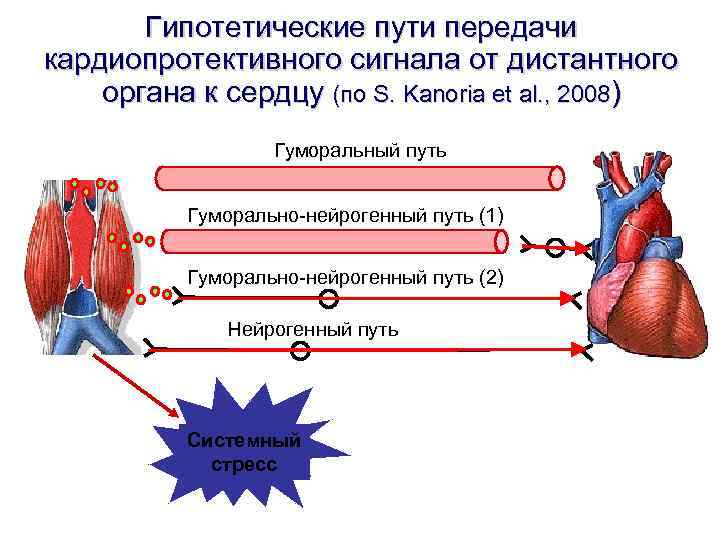 Гипотетические пути передачи кардиопротективного сигнала от дистантного органа к сердцу (по S. Гипотетические пути передачи кардиопротективного сигнала от дистантного органа к сердцу (по S.