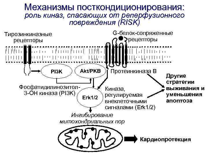 Механизмы посткондиционирования: роль киназ, спасающих от реперфузионного повреждения (RISK) Механизмы посткондиционирования: роль киназ, спасающих от реперфузионного повреждения (RISK)