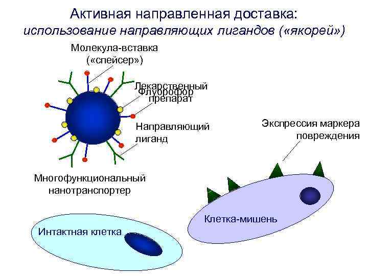 Активная направленная доставка: использование направляющих лигандов ( «якорей» ) Молекула-вставка Активная направленная доставка: использование направляющих лигандов ( «якорей» ) Молекула-вставка