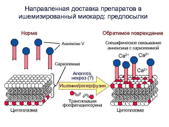 Направленная доставка препаратов в ишемизированный миокард: предпосылки Норма Направленная доставка препаратов в ишемизированный миокард: предпосылки Норма