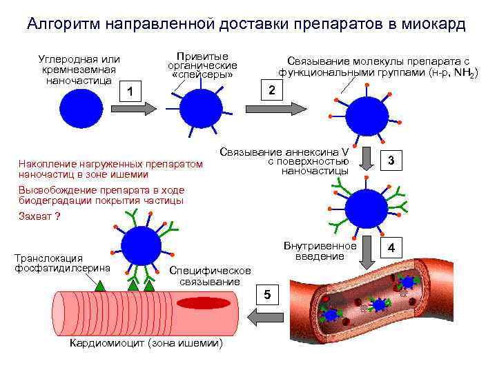 Алгоритм направленной доставки препаратов в миокард Углеродная или Привитые Связывание молекулы Алгоритм направленной доставки препаратов в миокард Углеродная или Привитые Связывание молекулы