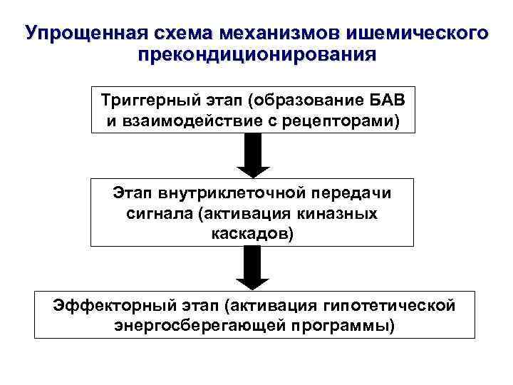 Упрощенная схема механизмов ишемического прекондиционирования Триггерный этап (образование БАВ и Упрощенная схема механизмов ишемического прекондиционирования Триггерный этап (образование БАВ и