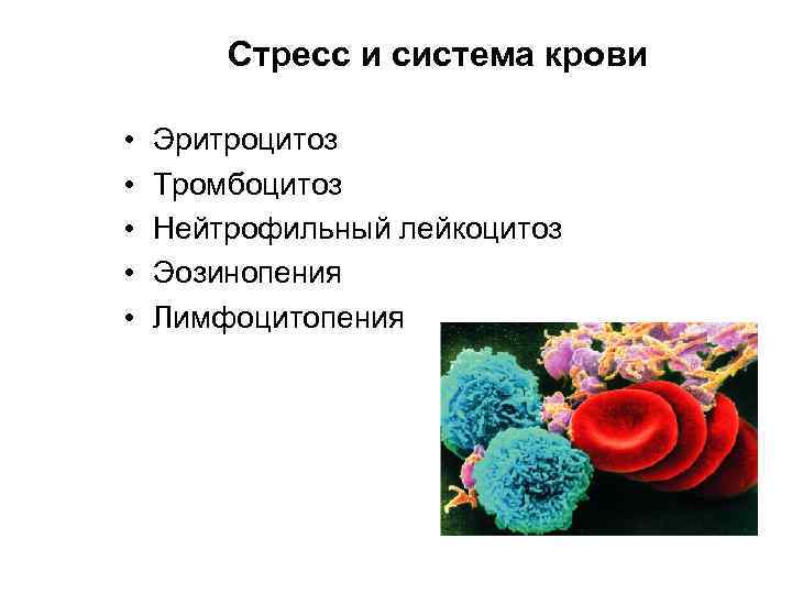 Стресс и система крови • Эритроцитоз • Тромбоцитоз • Стресс и система крови • Эритроцитоз • Тромбоцитоз •