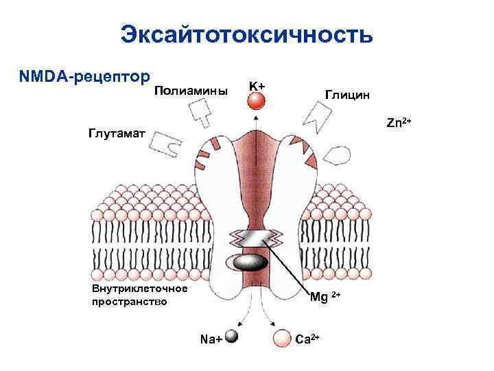 Эксайтотоксичность NMDA-рецептор Полиамины K+ Глицин Эксайтотоксичность NMDA-рецептор Полиамины K+ Глицин