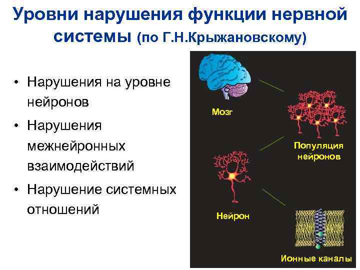 Уровни нарушения функции нервной системы (по Г. Н. Крыжановскому) • Нарушения на уровне Уровни нарушения функции нервной системы (по Г. Н. Крыжановскому) • Нарушения на уровне