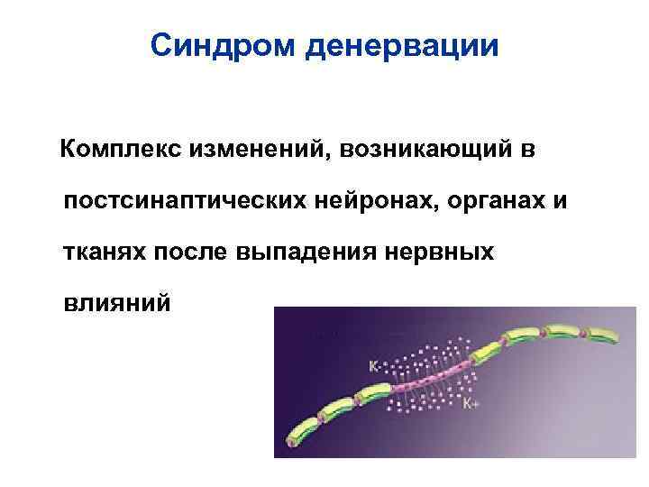 Синдром денервации Комплекс изменений, возникающий в постсинаптических нейронах, органах и тканях после Синдром денервации Комплекс изменений, возникающий в постсинаптических нейронах, органах и тканях после