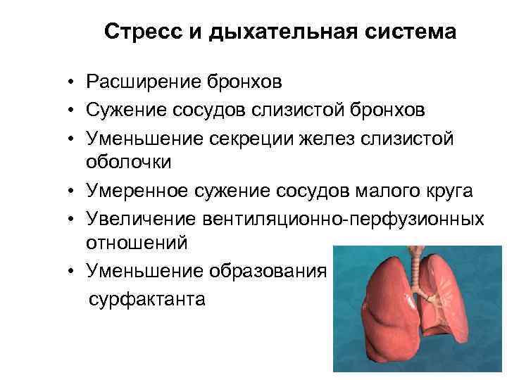 Стресс и дыхательная система • Расширение бронхов • Сужение сосудов слизистой Стресс и дыхательная система • Расширение бронхов • Сужение сосудов слизистой