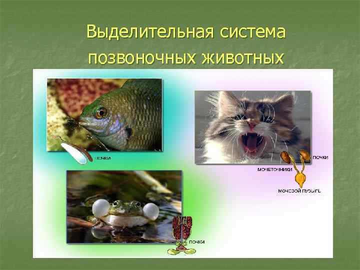 Выделительная система позвоночных животных 