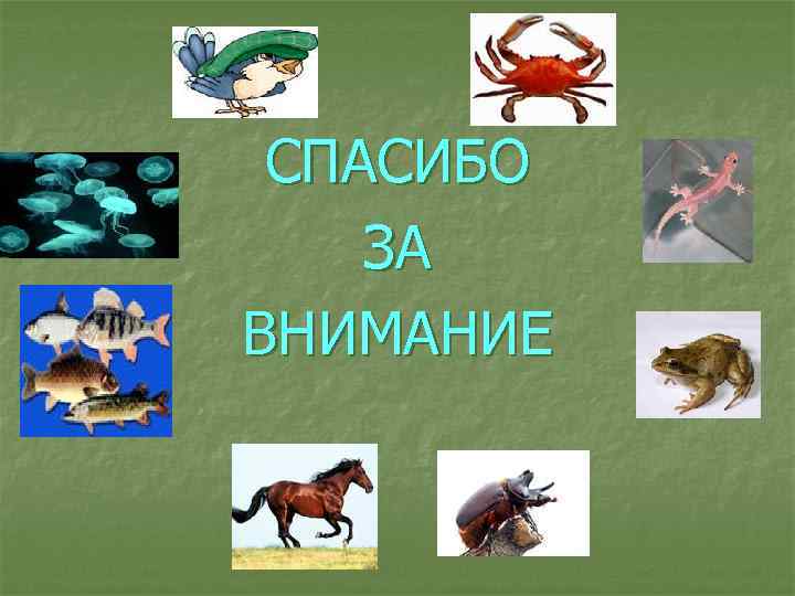  СПАСИБО ЗА ВНИМАНИЕ 