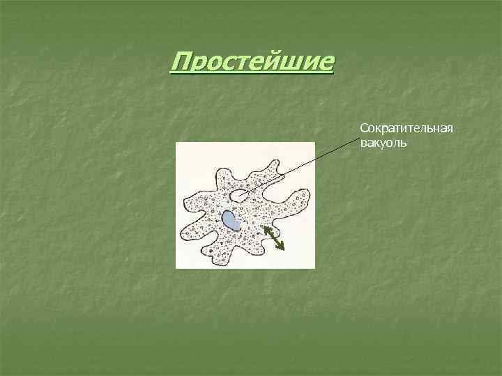 Простейшие    Сократительная   вакуоль 