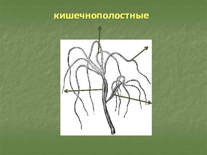 кишечнополостные 