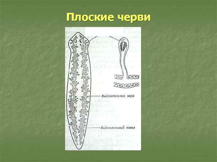 Плоские черви 