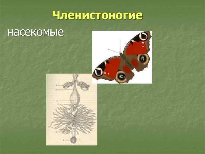   Членистоногие насекомые 