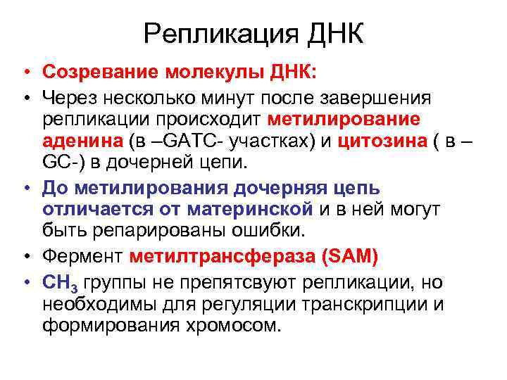   Репликация ДНК • Созревание молекулы ДНК:  • Через несколько минут после