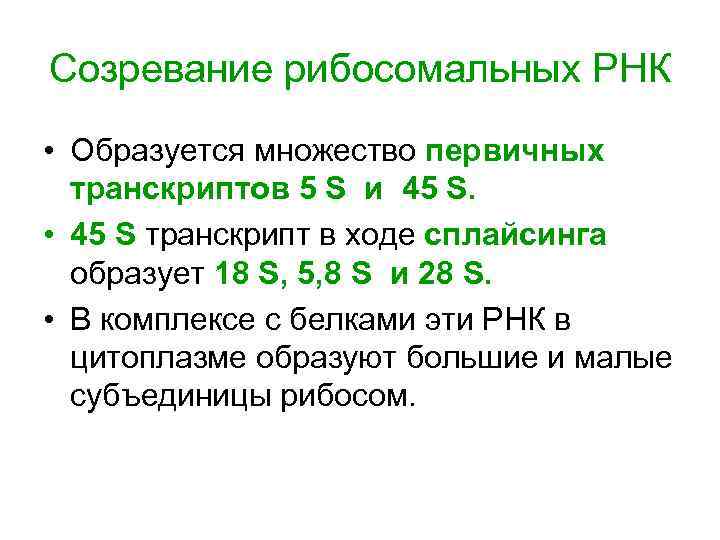 Созревание рибосомальных РНК • Образуется множество первичных  транскриптов 5 S и 45 S.