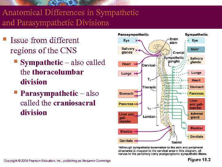 Anatomical Differences in Sympathetic and Parasympathetic Divisions §  Issue from different regions of