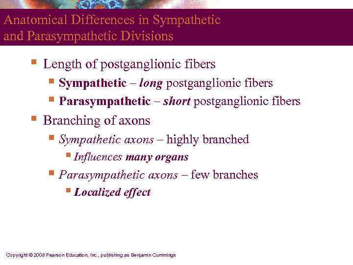 Anatomical Differences in Sympathetic and Parasympathetic Divisions  §  Length of postganglionic fibers