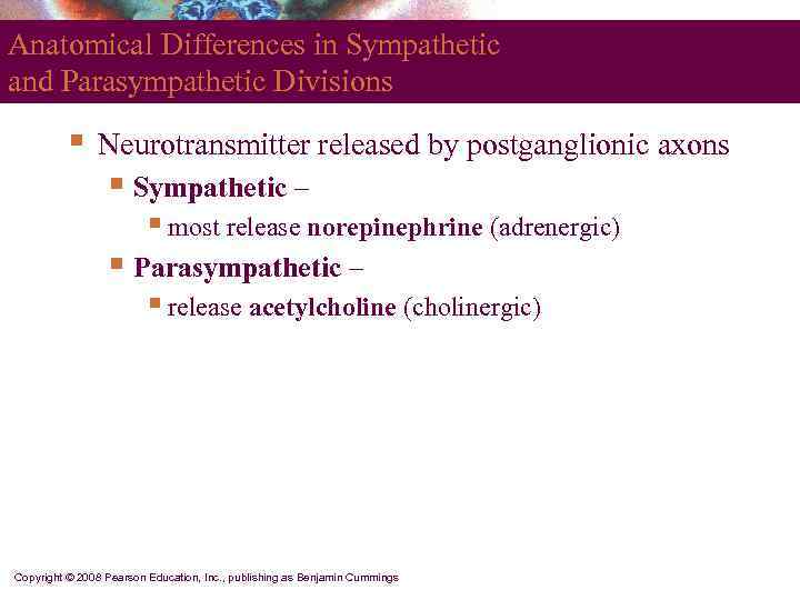 Anatomical Differences in Sympathetic and Parasympathetic Divisions  §  Neurotransmitter released by postganglionic