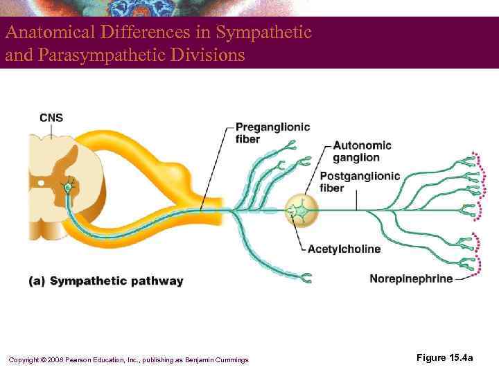 Anatomical Differences in Sympathetic and Parasympathetic Divisions Copyright © 2008 Pearson Education, Inc. ,