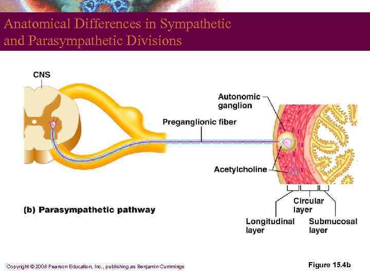 Anatomical Differences in Sympathetic and Parasympathetic Divisions Copyright © 2008 Pearson Education, Inc. ,