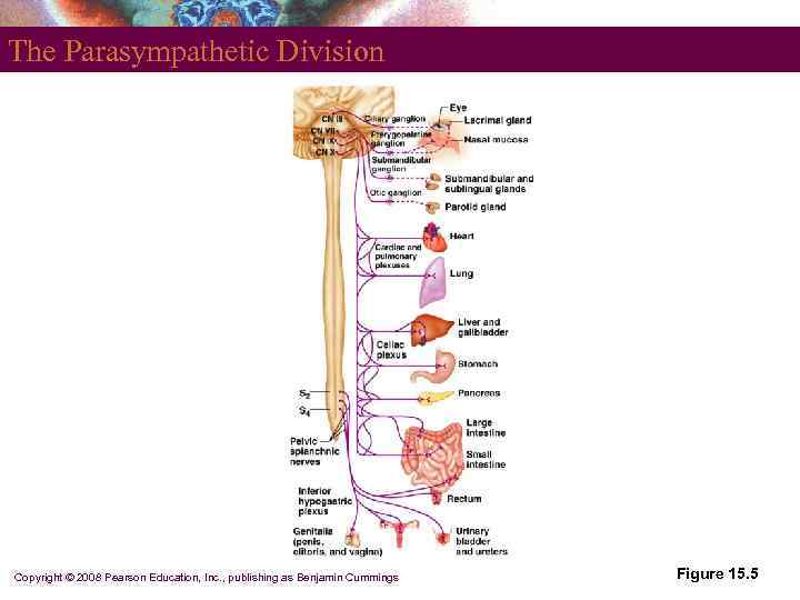 The Parasympathetic Division Copyright © 2008 Pearson Education, Inc. , publishing as Benjamin Cummings