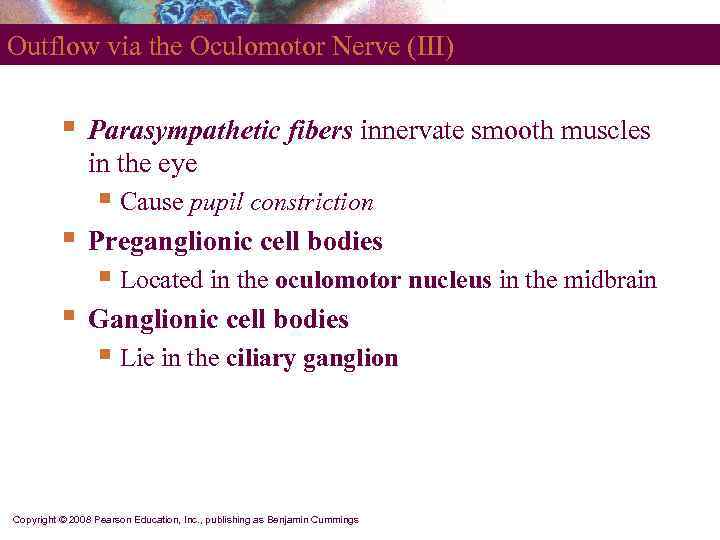 Outflow via the Oculomotor Nerve (III)   §  Parasympathetic fibers innervate smooth