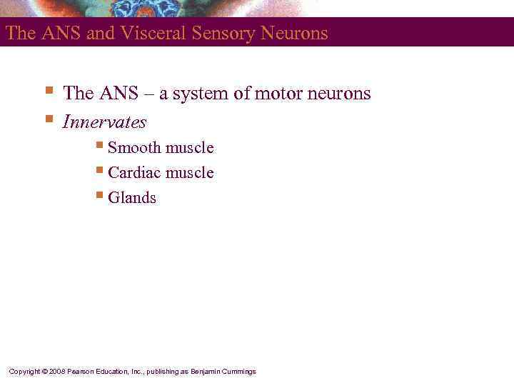 The ANS and Visceral Sensory Neurons   §  The ANS – a