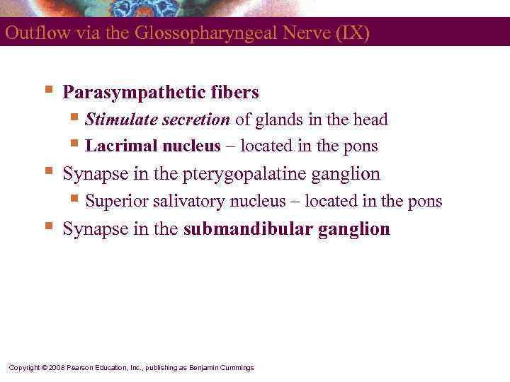 Outflow via the Glossopharyngeal Nerve (IX)   §  Parasympathetic fibers  