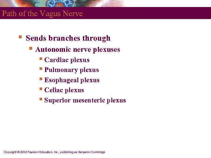Path of the Vagus Nerve   §  Sends branches through  