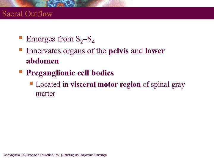 Sacral Outflow   §  Emerges from S 2–S 4  § 