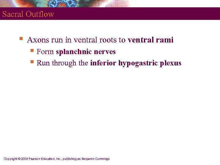 Sacral Outflow   §  Axons run in ventral roots to ventral rami