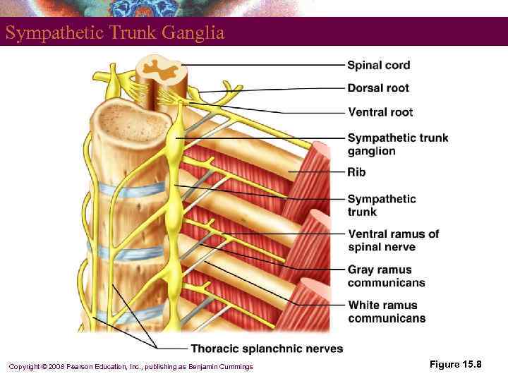 Sympathetic Trunk Ganglia Copyright © 2008 Pearson Education, Inc. , publishing as Benjamin Cummings