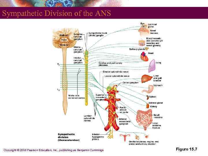 Sympathetic Division of the ANS Copyright © 2008 Pearson Education, Inc. , publishing as