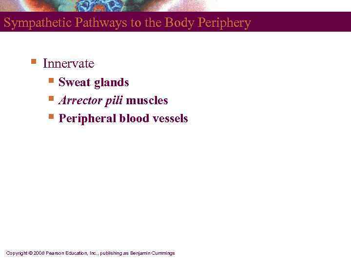Sympathetic Pathways to the Body Periphery   §  Innervate   §