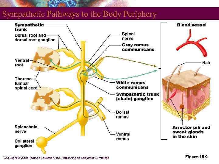 Sympathetic Pathways to the Body Periphery Copyright © 2008 Pearson Education, Inc. , publishing