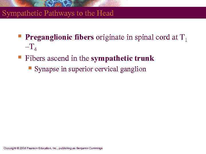 Sympathetic Pathways to the Head   §  Preganglionic fibers originate in spinal