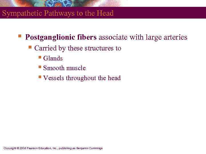 Sympathetic Pathways to the Head   §  Postganglionic fibers associate with large