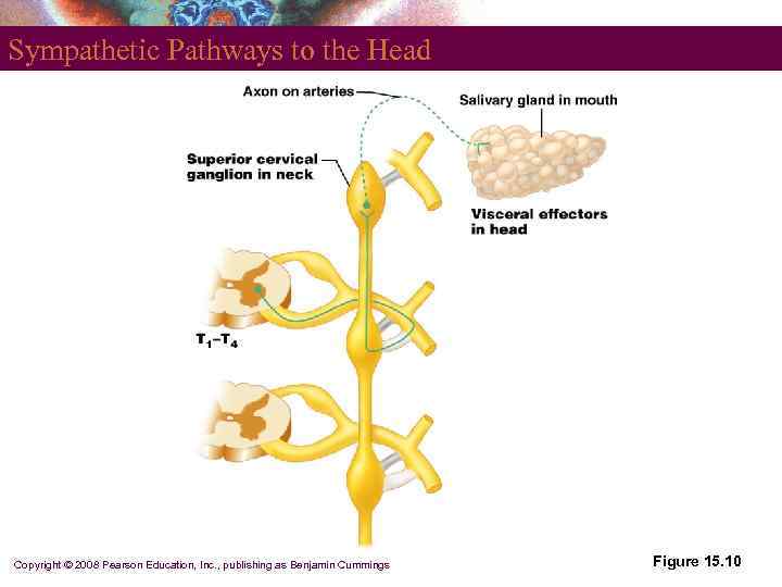 Sympathetic Pathways to the Head Copyright © 2008 Pearson Education, Inc. , publishing as