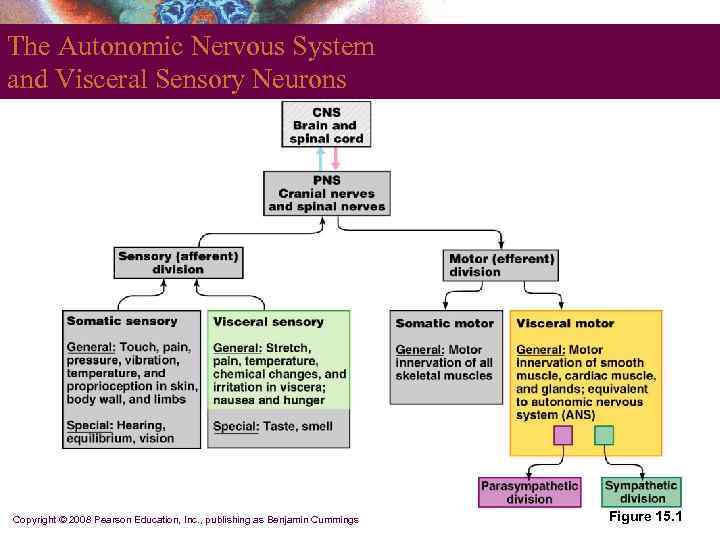 The Autonomic Nervous System and Visceral Sensory Neurons Copyright © 2008 Pearson Education, Inc.