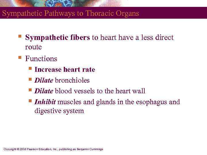 Sympathetic Pathways to Thoracic Organs   §  Sympathetic fibers to heart have