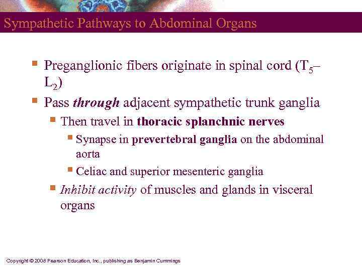 Sympathetic Pathways to Abdominal Organs   §  Preganglionic fibers originate in spinal