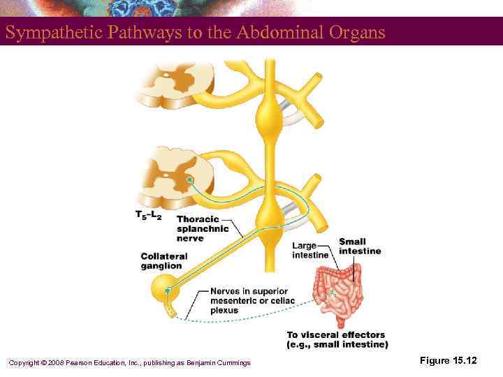 Sympathetic Pathways to the Abdominal Organs Copyright © 2008 Pearson Education, Inc. , publishing