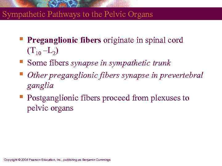 Sympathetic Pathways to the Pelvic Organs   §  Preganglionic fibers originate in