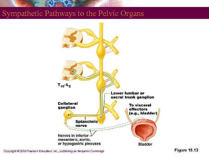 Sympathetic Pathways to the Pelvic Organs Copyright © 2008 Pearson Education, Inc. , publishing