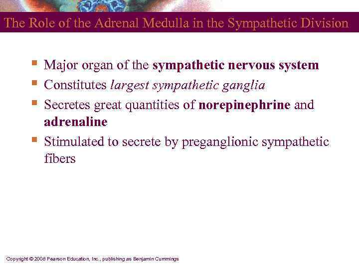 The Role of the Adrenal Medulla in the Sympathetic Division   § 