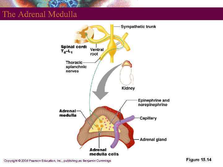 The Adrenal Medulla Copyright © 2008 Pearson Education, Inc. , publishing as Benjamin Cummings