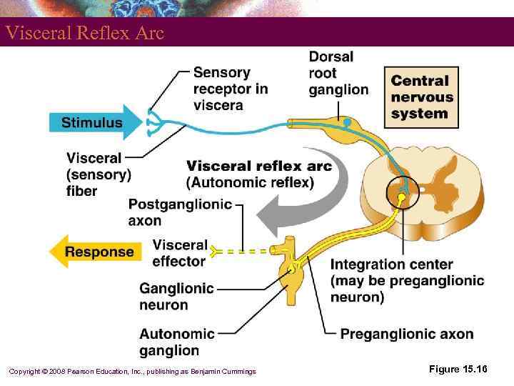 Visceral Reflex Arc Copyright © 2008 Pearson Education, Inc. , publishing as Benjamin Cummings