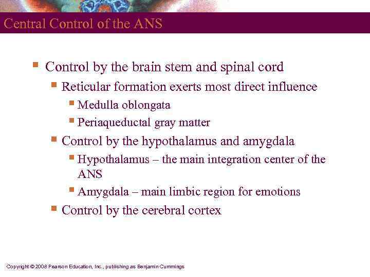 Central Control of the ANS   §  Control by the brain stem