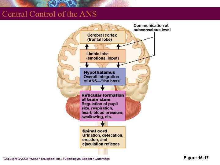 Central Control of the ANS Copyright © 2008 Pearson Education, Inc. , publishing as